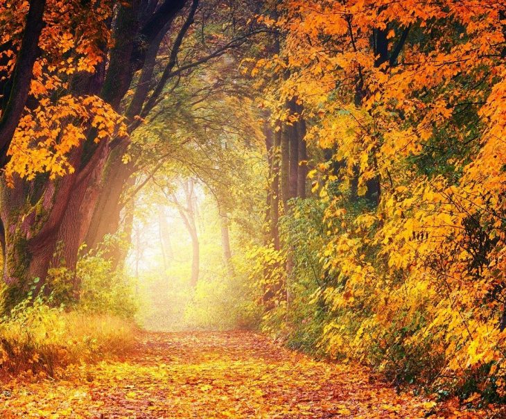 herbst calaidoskop Leipzig